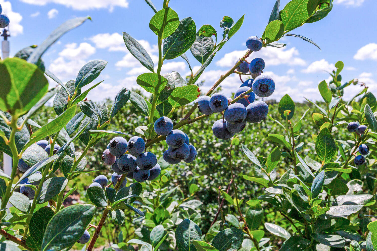 3674 FL-64, Zolfo Springs, FL for sale Building Photo- Image 1 of 28