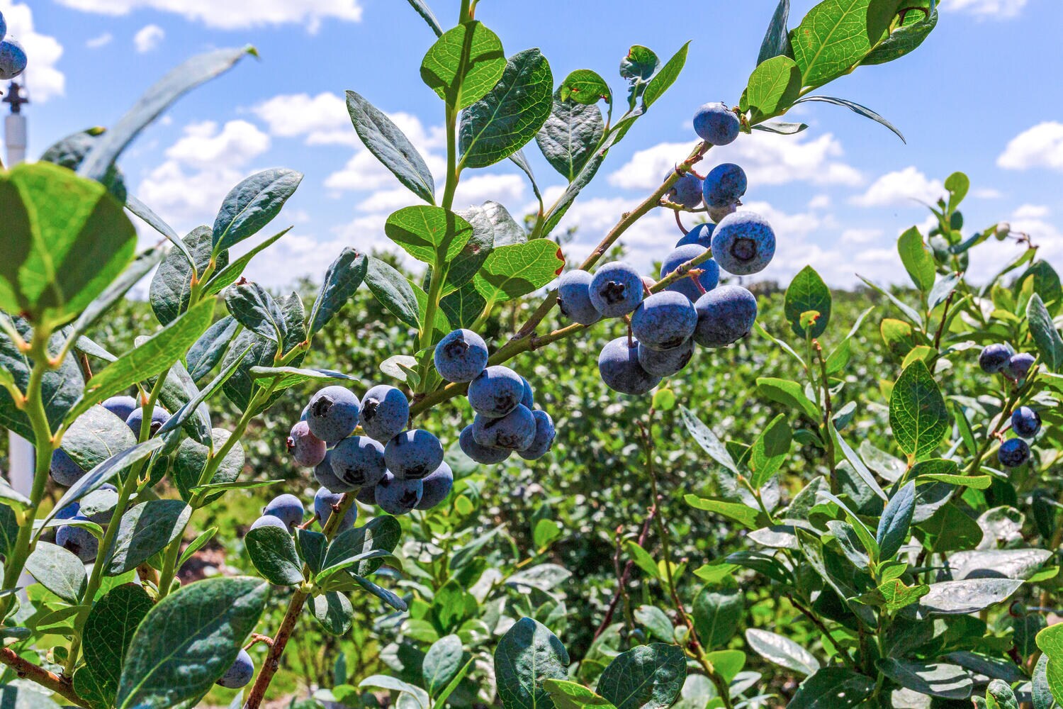 3674 FL-64, Zolfo Springs, FL à vendre Photo du bâtiment- Image 1 de 28