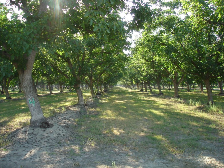 14899 Avenue 295, Visalia, CA for sale - Primary Photo - Image 1 of 16