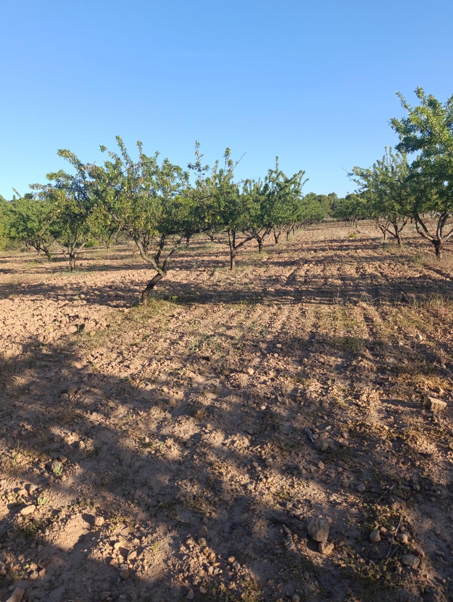 Land in Cehegín for sale Building Photo- Image 1 of 11
