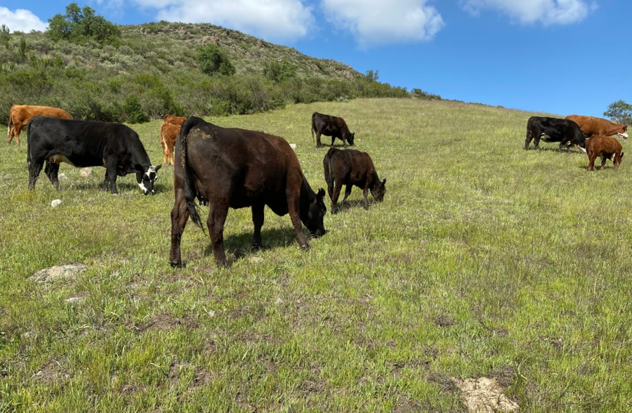 13633 FM 1895, Kemp, TX for lease - Building Photo - Image 2 of 2