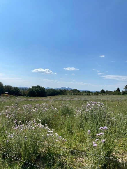 Land in Manacor, Islas Baleares for sale - Aerial - Image 2 of 7