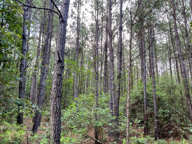 00 FM 2793, New Waverly, TX for sale - Building Photo - Image 3 of 13