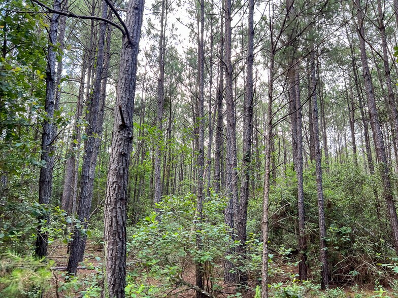 00 FM 2793, New Waverly, TX à vendre - Photo du bâtiment - Image 3 de 13