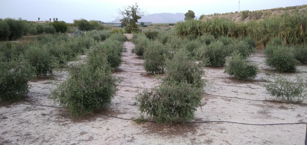 Land in Cehegín, Murcia for sale - Building Photo - Image 1 of 37