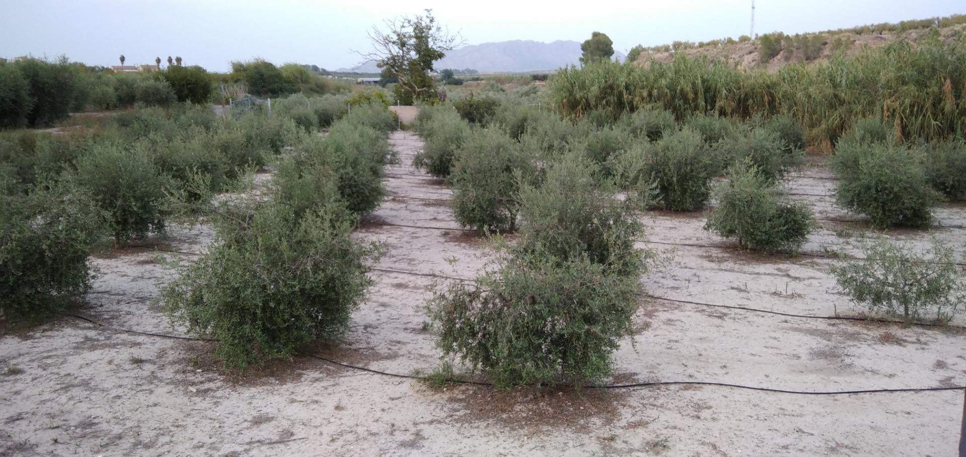 Land in Cehegín, Murcia for sale Building Photo- Image 1 of 38