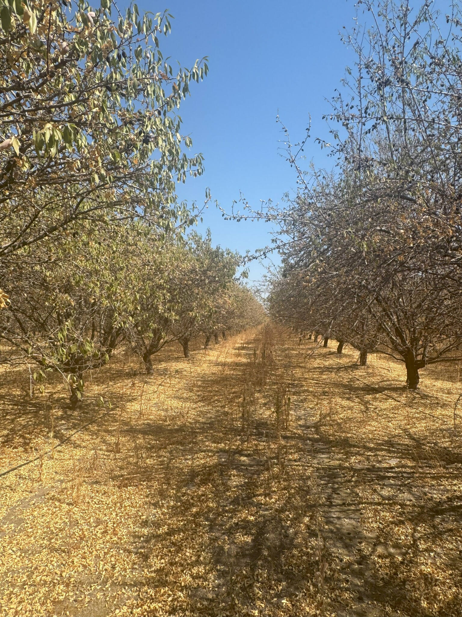 18897 Road 96, Tulare, CA for sale Other- Image 1 of 2