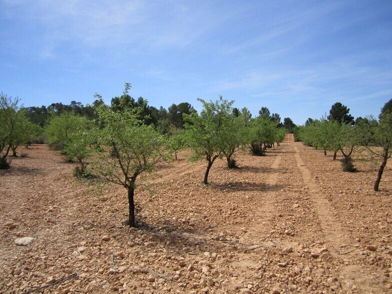 Terrain dans San José, Yecla, Ayuntamiento, MURCIA à vendre - Photo du bâtiment - Image 2 de 6