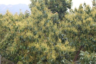 More details for 0 Camulos St, Piru, CA - Land for Sale