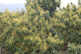 Plus de détails pour 0 Camulos St, Piru, CA - Terrain à vendre