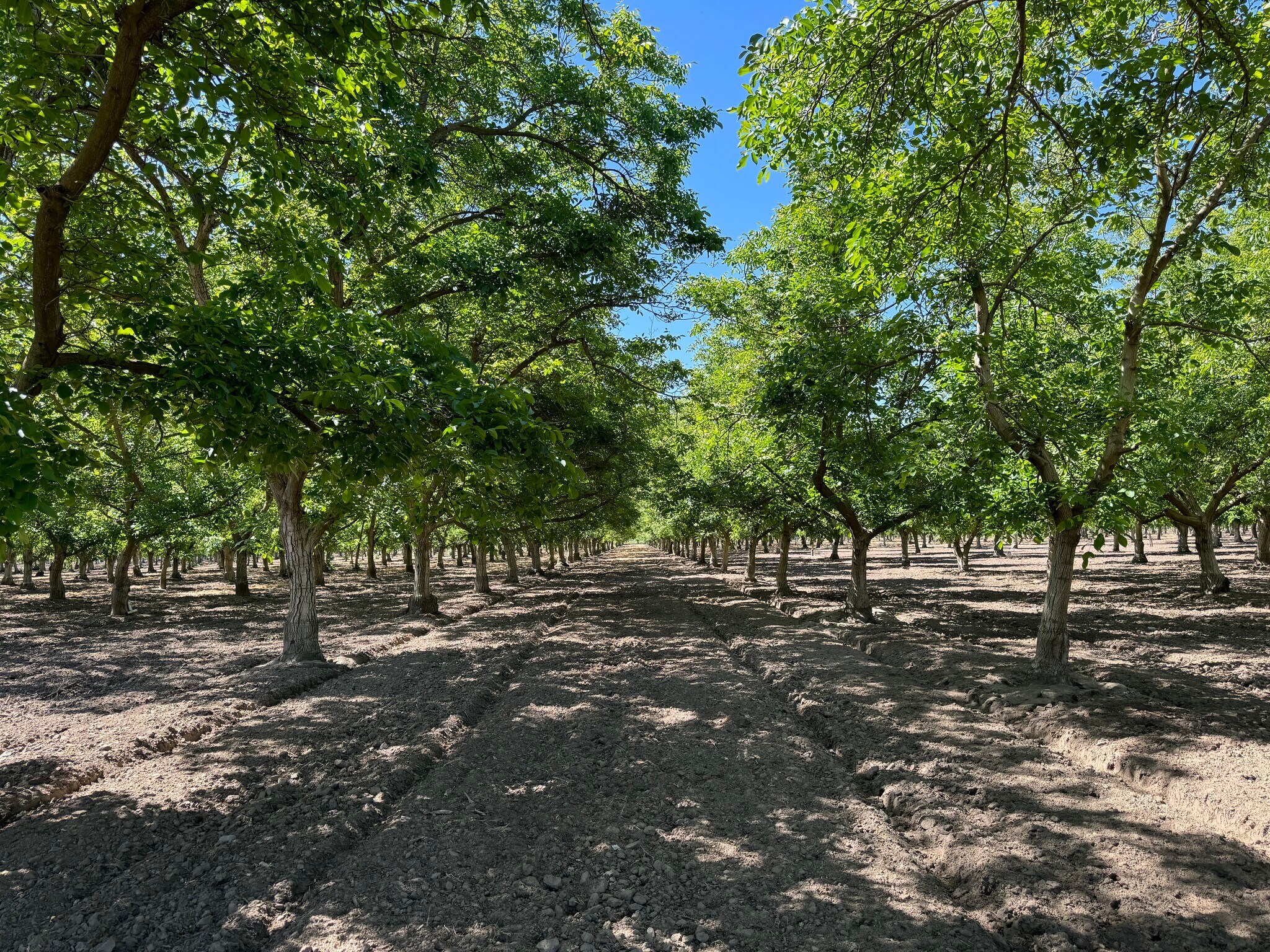 E. Annadale Ave. W. of S. Riverbend Ave., Sanger, CA for sale Primary Photo- Image 1 of 9