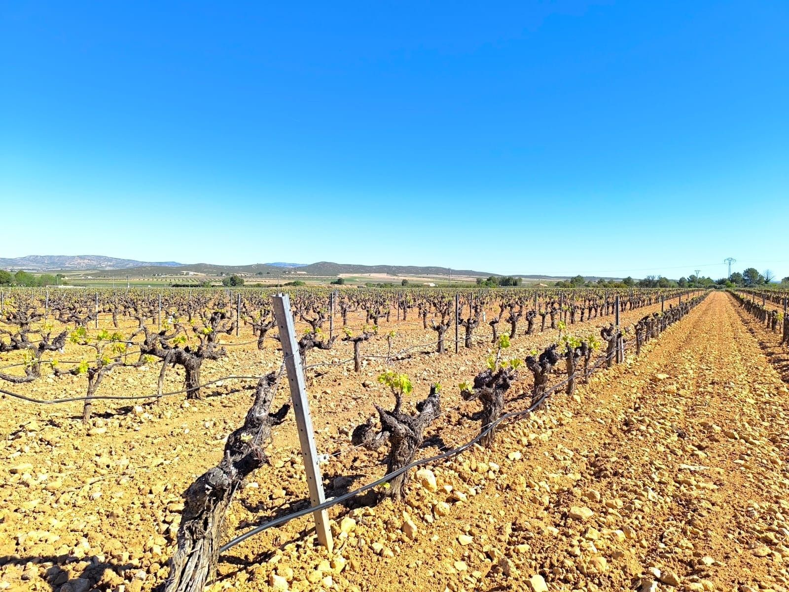 Terrain dans Yecla, Murcia à vendre Aérien- Image 1 de 4
