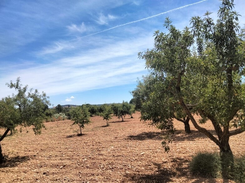 Land in Cehegín for sale - Building Photo - Image 2 of 7