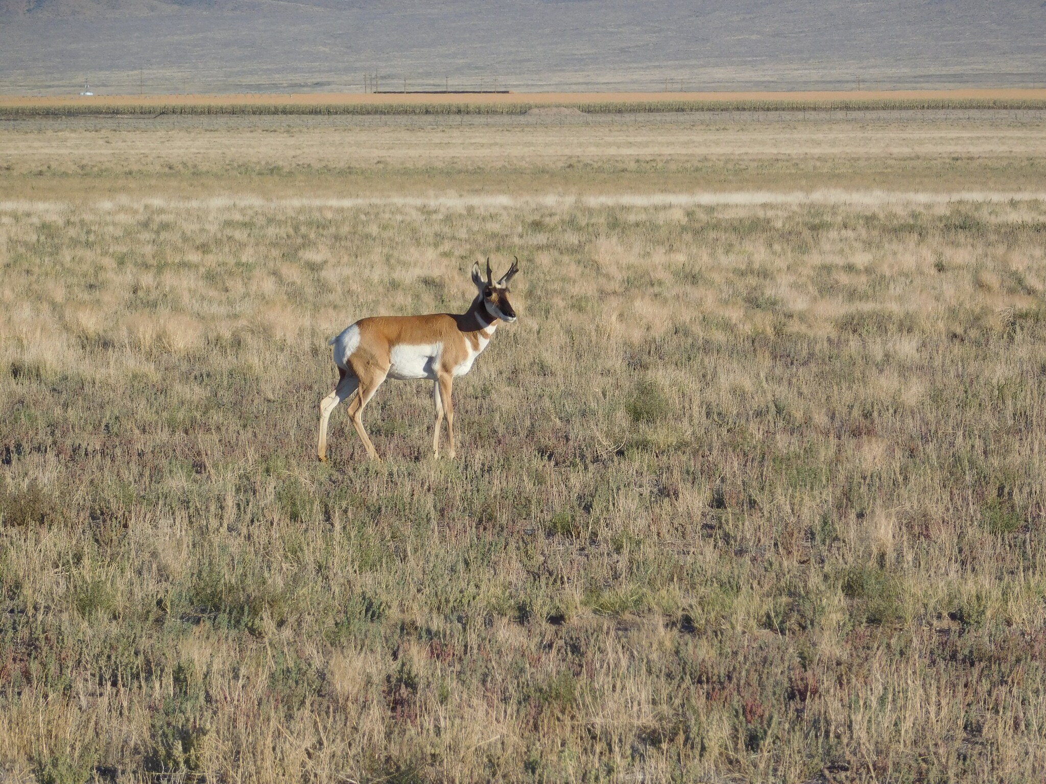 1234 GUNDERSON Rd, Rachel, NV for sale Other- Image 1 of 7