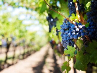 Plus de détails pour 5887 Cross Keys Rd, Mount Crawford, VA - Spécialité à vendre