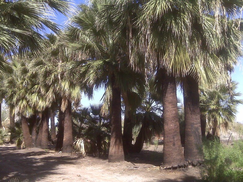 7945 Luna Rd, Niland, CA à louer - Photo du bâtiment - Image 3 de 5