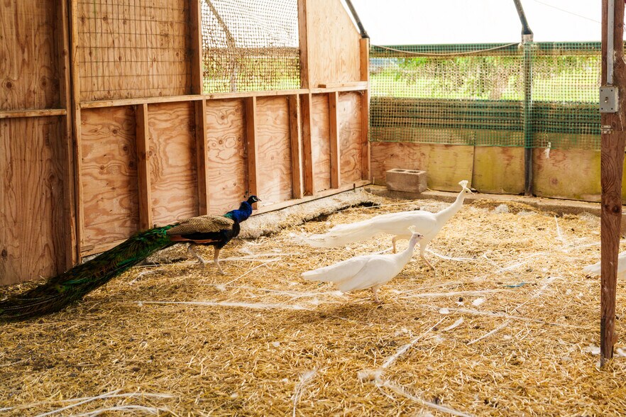 17-4150 Huina Rd., Kurtistown, HI à vendre - Photo du bâtiment - Image 3 de 46