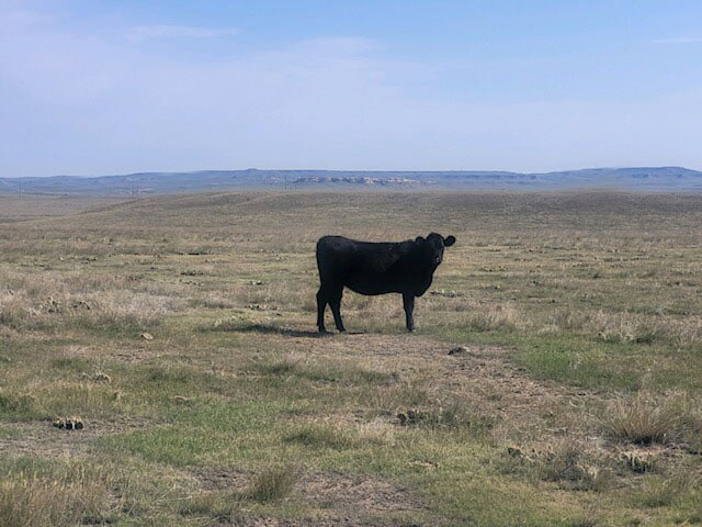 12150 County Rd 126, Carr, CO for sale Primary Photo- Image 1 of 20