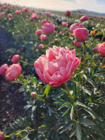 35730 Highway 20 SE, Albany, OR à vendre - Photo du bâtiment - Image 2 de 27