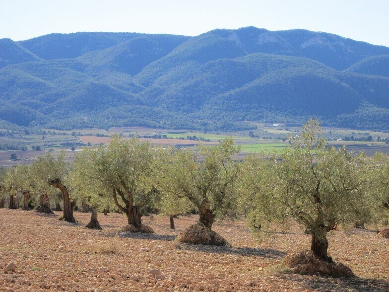 Land in San José, Yecla, Ayuntamiento, MURCIA for sale - Building Photo - Image 3 of 5