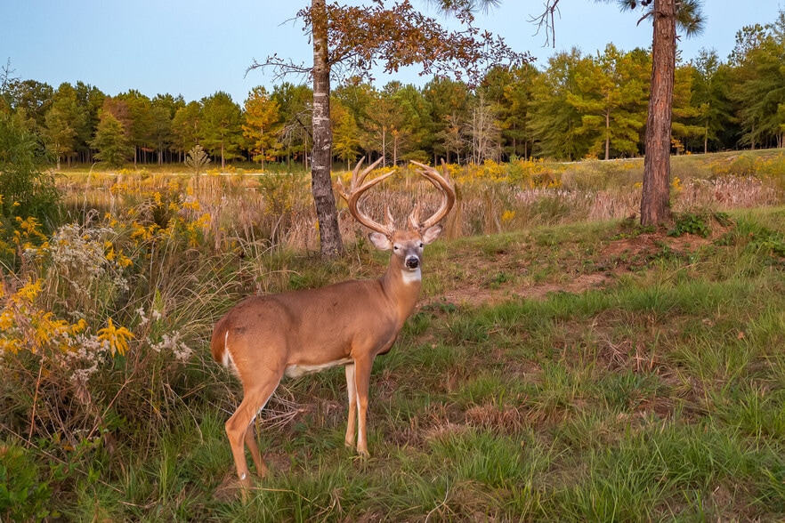 18618 Hwy 43, Linden, AL à vendre - Photo du bâtiment - Image 2 de 137
