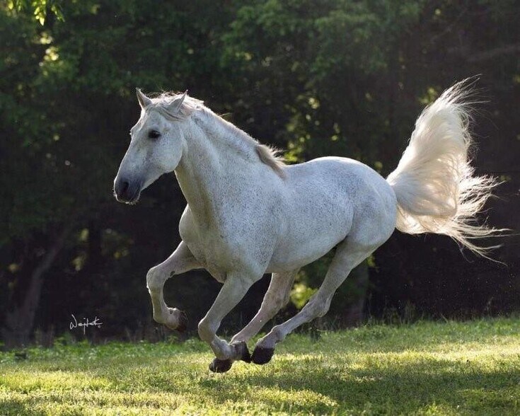 2810 Precinct Line Rd, Richmond, TX à vendre - Photo du bâtiment - Image 2 de 50