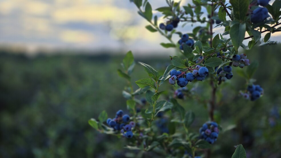 Allegan & Van Buren County, MI Blueberry portefeuille de 9 propriétés à vendre sur LoopNet.ca - Photo du b timent - Image 1 de 10